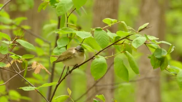 Pájaro Vireo Ojos Rojos Salta Sobre Rama Árbol Débil Con — Vídeos de Stock