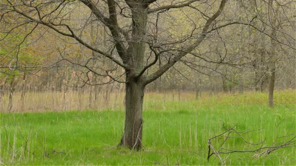 Pájaro Curruca Blanco Negro Entorno Forestal Tiro Distancia — Vídeo de stock