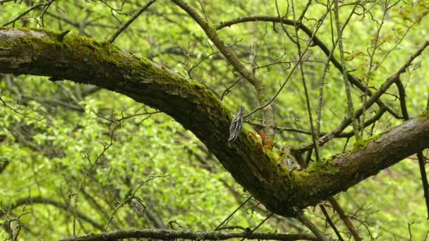 Pájaro Curruca Blanco Negro Saltando Activamente Sobre Rama Árbol Fondo — Vídeo de stock