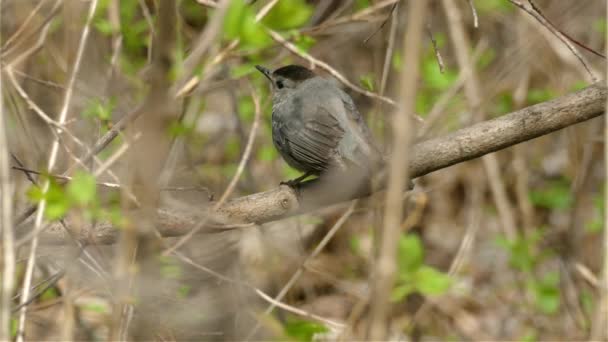 Ein Pausbäckiger Schwarz Grau Gefärbter Katzenvogel Versteckt Sich Busch — Stockvideo