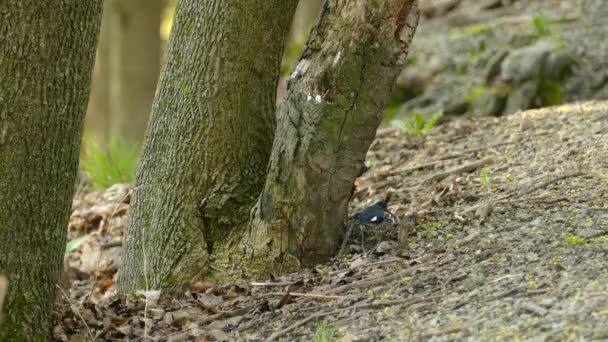 Zwarte Keelblauwe Warbler Vogel Springt Bosgrond Bosgebied — Stockvideo