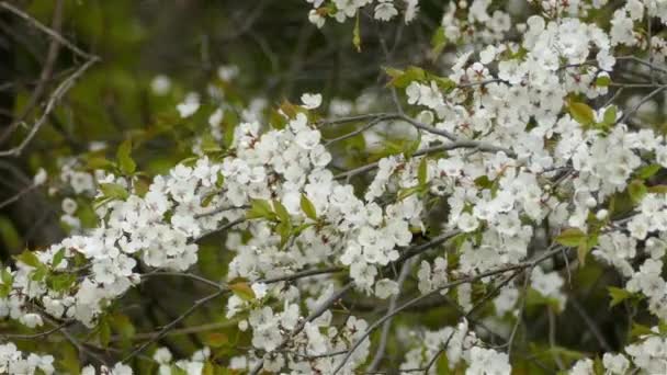 Belle Paruline Magnolia Oiseau Sautant Sur Pommier Fleurs Vue Statique — Video