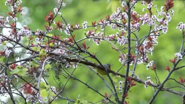 雄大なカナダのウォーブラー黄色の鳥が花でいっぱいのスパイクの枝から飛び立ちます — ストック動画