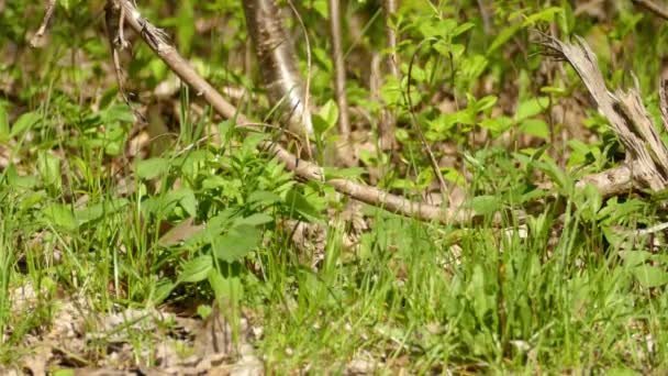 Червоні Очі Віолончелі Птах Лісовій Землі Статичний Вид Крупним Планом — стокове відео
