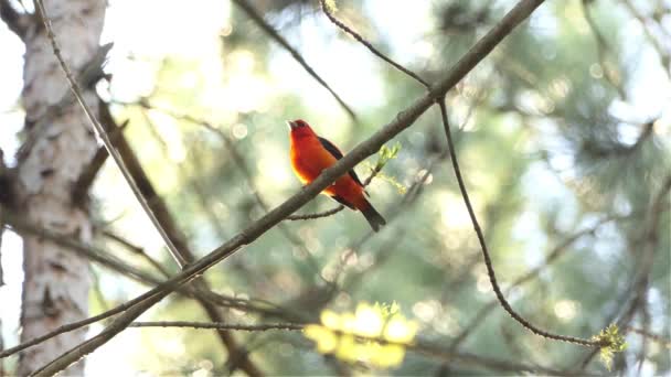 Красная Алая Танагра Самцы Перелетной Птицы Отдыхают Ветке Солнечный День — стоковое видео