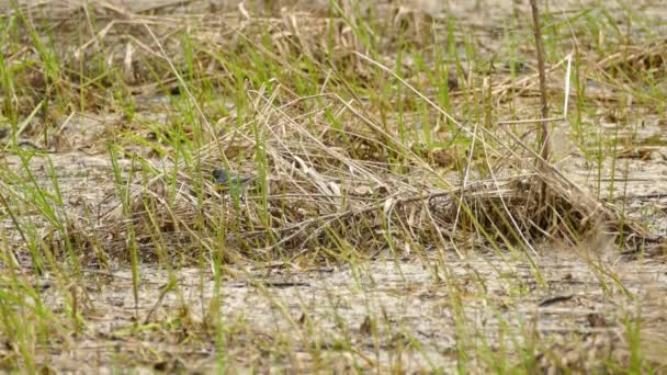 Western Kingbird Vogel Hop Rond Gras Struik Zoek Naar Voedsel — Stockvideo