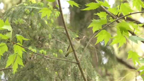 Rotäugiger Viruvogel Sitzt Auf Jungem Ahornbaum Waldgebiet — Stockvideo
