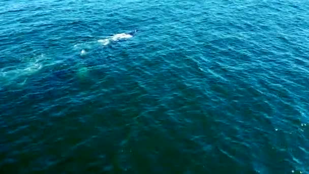 Baleias Cinzentas Bonitas Nadando Superfície Profunda Azul Aérea — Vídeo de Stock