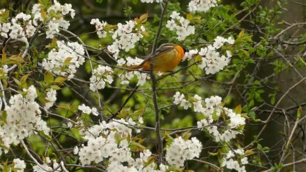 Oriole Baltimore Sauvage Icterus Galbula Sautillant Perche Perche Nourrissant Beau — Video