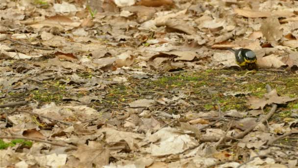 Pequeno Pássaro Magnolia Warbler Bonito Procura Comida Chão — Vídeo de Stock