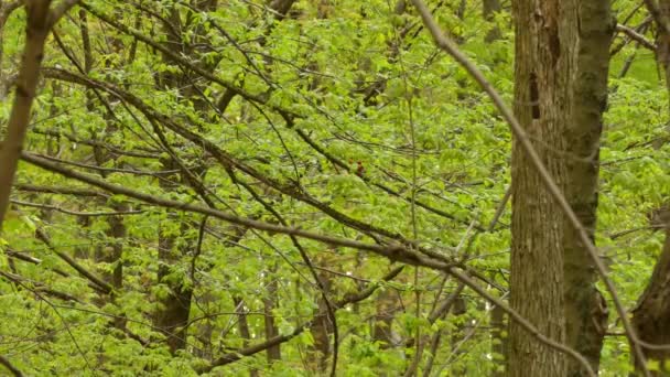 Pájaro Tánger Escarlata Saltando Entre Ramas Bosque — Vídeo de stock