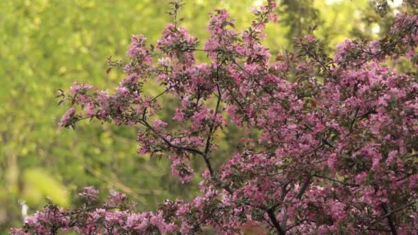 Birds Bees Foraging Blooming Blossom Flowering Tree Day Spring Season — Stockvideo