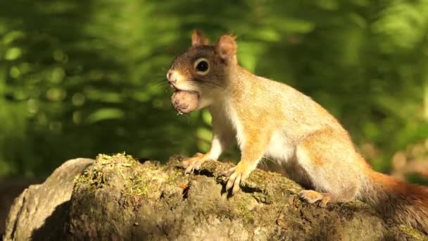 Vue Rapprochée Écureuil Sur Arbre Avec Une Noix Dans Bouche — Video