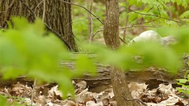 4K野生のユニークな白い毛皮のアルビノ灰色のリスは 自然の森の生息地で倒木の樹皮に跳躍し ハンドヘルドトラッキングショット — ストック動画