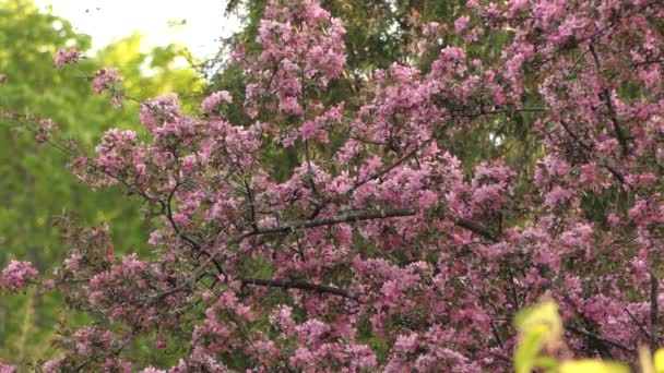 Idyllische Frühlingslandschaft Mit Rosa Blüten Vögel Auf Nektarsuche Tag Statischer — Stockvideo
