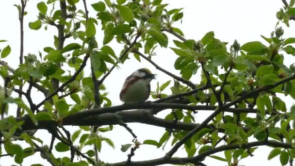 Wilder Insektenfressender Kastanienrohrsänger Setophaga Pensylvanica Ernährt Sich Von Wirbellosen Tieren — Stockvideo