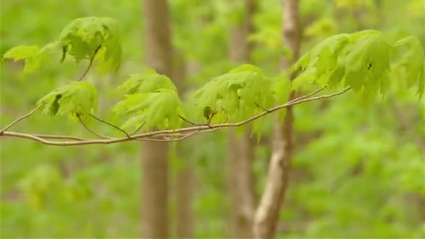 Perseguição Tiro Uma Baía Peito Warbler Pássaro Pulando Árvore — Vídeo de Stock