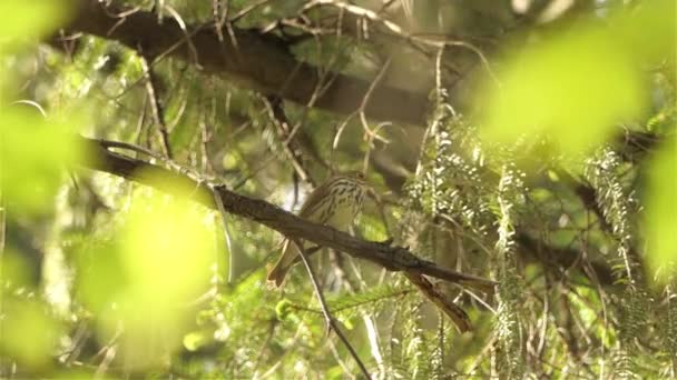 Pájaro Marrón Descansando Árbol Escondido Del Peligro — Vídeo de stock