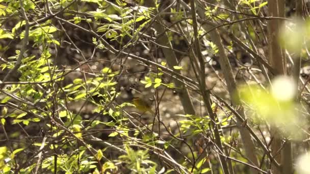 Mooie Wilson Warbler Vogel Springen Takken Levendige Zonnige Dag — Stockvideo