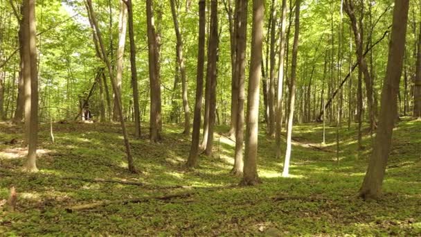 Schöner Wald Mit Heller Sonne Die Durch Die Bäume Scheint — Stockvideo