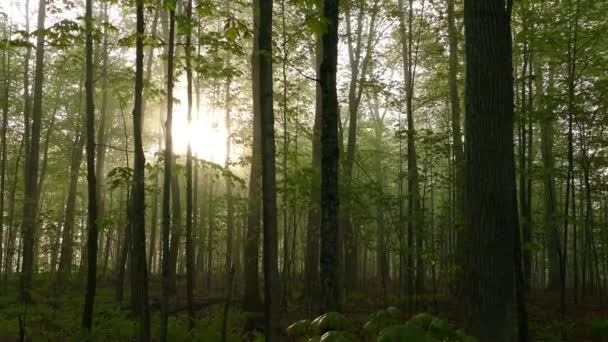 Sunlight Shines Magical Forest Light Mist Silhouette Small Tree Trunks — Stock Video