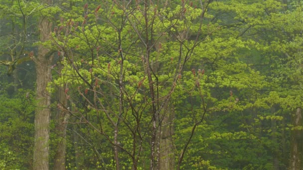 緑豊かな木々 北米の森 穏やかな自然の音と霧の森の風景 — ストック動画