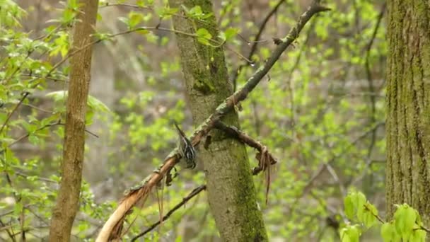Πουλί Σκαρφαλωμένο Κλαδί Δέντρου Άγρια Ζωή Των Πουλιών Στο Δάσος — Αρχείο Βίντεο