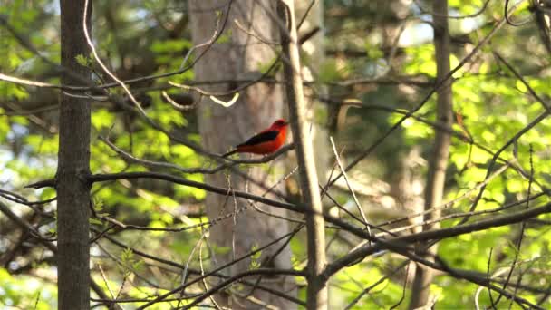 オレンジと黒を基調とした小さな鳥です 木の枝に鳥が倒れた 森林や動物の生息地 — ストック動画