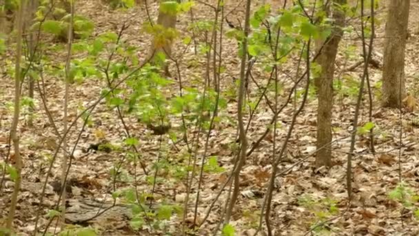 Little Birds Perched Branches Plants Group Birds Looking Food Birds — Stock Video