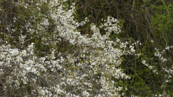 Warbler Bird Wędrujący Białych Gałęziach Kwiatów Lesie Wiosną Statyczne — Wideo stockowe