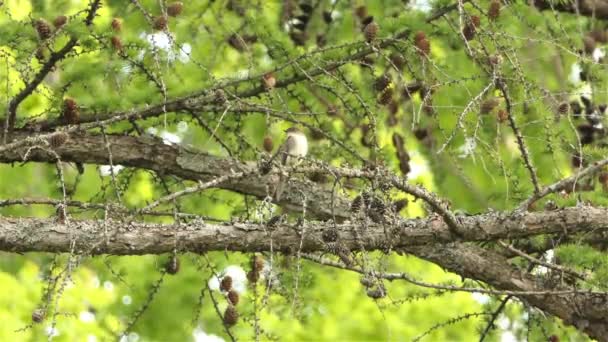 Vrouwelijke Euraziatische Blackcap Vogel Zittend Gedroogde Dennenbomen Takken Dan Vliegen — Stockvideo