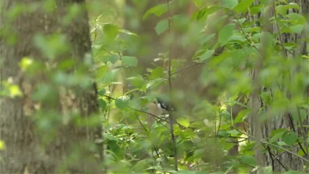 Hübscher Schwarzer Vogel Mit Weißem Bauch Der Von Einem Ast — Stockvideo