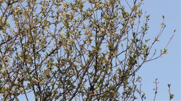 Flowering Tree Bird Perching Fly Away Spring Low Angle — Stock video