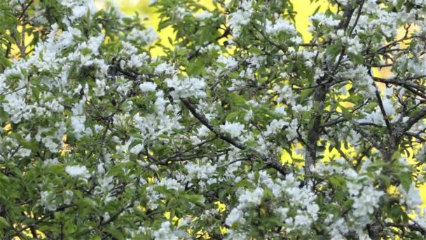 Little Bird Perched White Flowered Tree Bloom Tree Spring White — Stockvideo