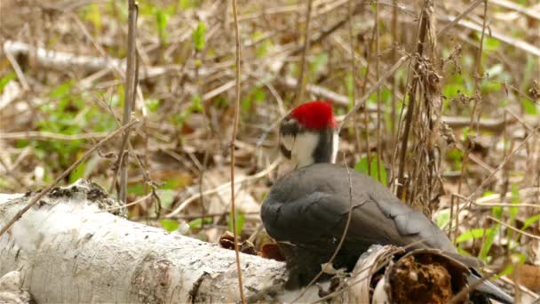 Pileated Woodpecker Dryocopus Pileatus Pecking Fallen Tree Trunk Wilderness Closeup — Stock video