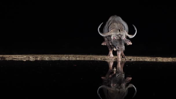 Side Lit Cape Buffalo Fica Buraco Rega Escuridão Noite — Vídeo de Stock