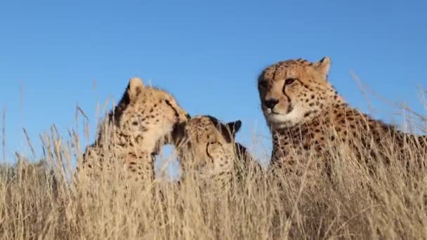 Closeup Cheetah Licks Clean Ear Sibling Golden Savanna Grass — Stock Video
