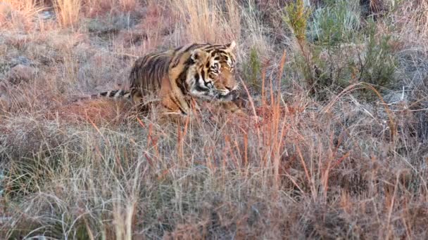 Grande Dourado Bengala Tigre Noivos Ele Mesmo Savana Sombra Grama — Vídeo de Stock