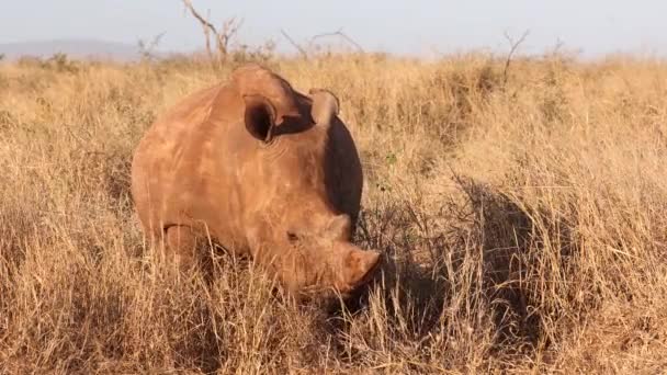 Goldene Stunde Morgenlicht Auf Breitmaulnashorn Frisst Savannengras — Stockvideo