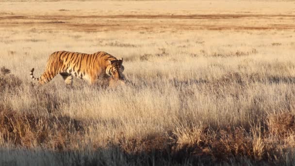 Tigre Bengala Savana Hora Dourada Arrasta Warthog Capturado Boca — Vídeo de Stock