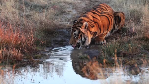 Levendig Oranje Bengaalse Tijger Drinkt Water Uit Vijver Gouden Licht — Stockvideo