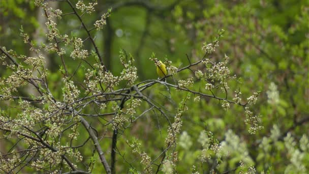 Dospělý Muž Americký Goldfinch Leží Stromě Cvrliká Zpívá — Stock video