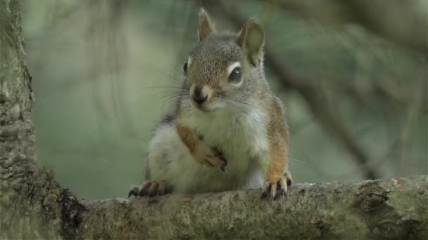 Uno Scoiattolo Grigio Poggia Ramo Salta Vicino — Video Stock