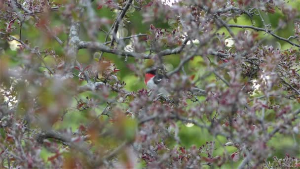 Pták Růžovými Prsy Groszobák Spočívá Větvi Stromu — Stock video