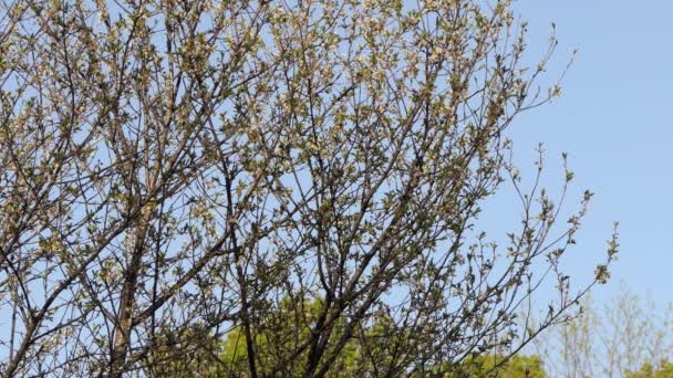 Una Bandada Pájaros Suben Las Ramas Los Árboles Cantan Buscan — Vídeos de Stock