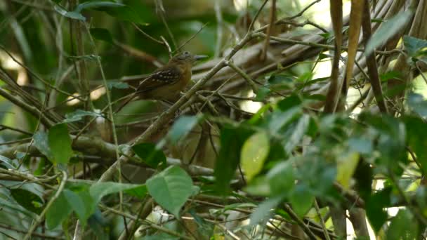 Vogel Auf Ast Sieht Sich Und Fliegt Aus Nächster Nähe — Stockvideo