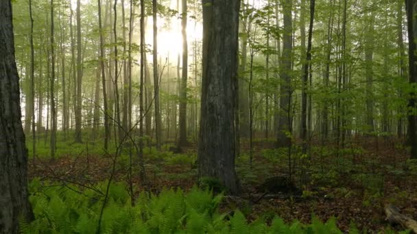 Dark Foggy Forest Dim Sunlight Made Forest Looks Creepy — Stock Video