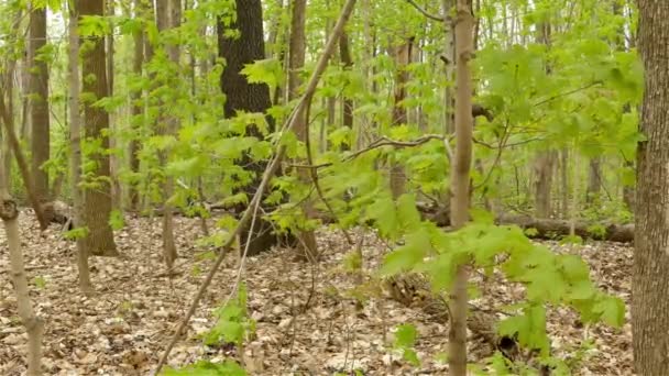 Golpe Viento Soplando Bosque Una Pequeña Ardilla Blanca Pasando Silenciosamente — Vídeos de Stock