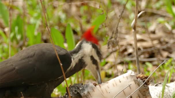 Large Bird Pileated Woodpecker Drilling Tree Branch — Stock Video