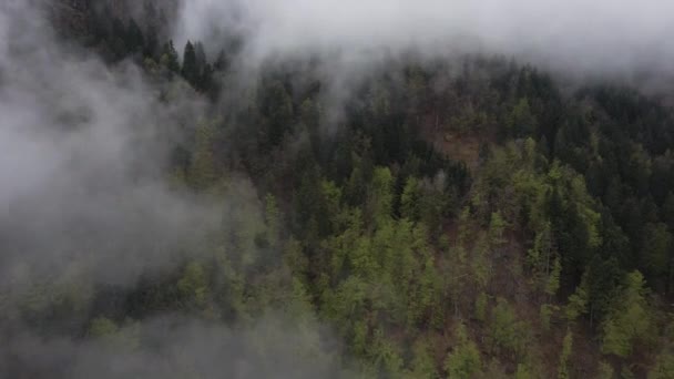 Volare Sopra Cime Degli Alberi Nebbiosi Della Pineta Sul Fianco — Video Stock